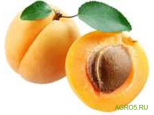 Продаем абрикос