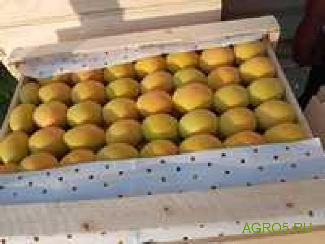ОТБОРНЫЙ абрикос сорт Юбилейный (лимонка)