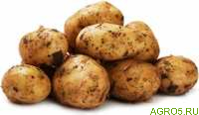 Картофель в Серафимовиче