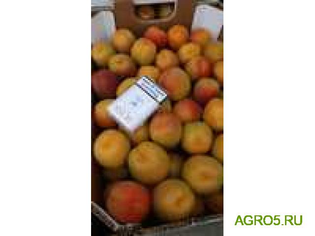 Продам абрикос сорт шалох