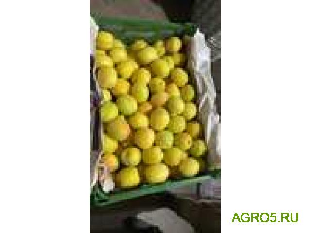 Продам абрикос сорт Юбилейный (лимонка)