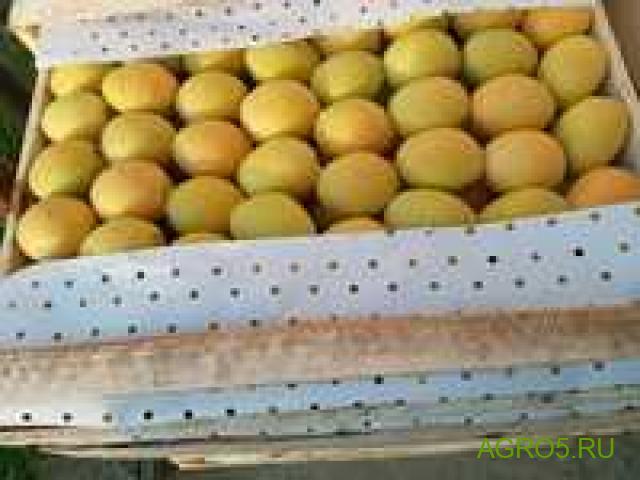Продаем абрикос сорт Юбилейный (лимонка)