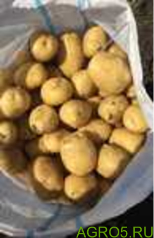 Картофель в Иране
